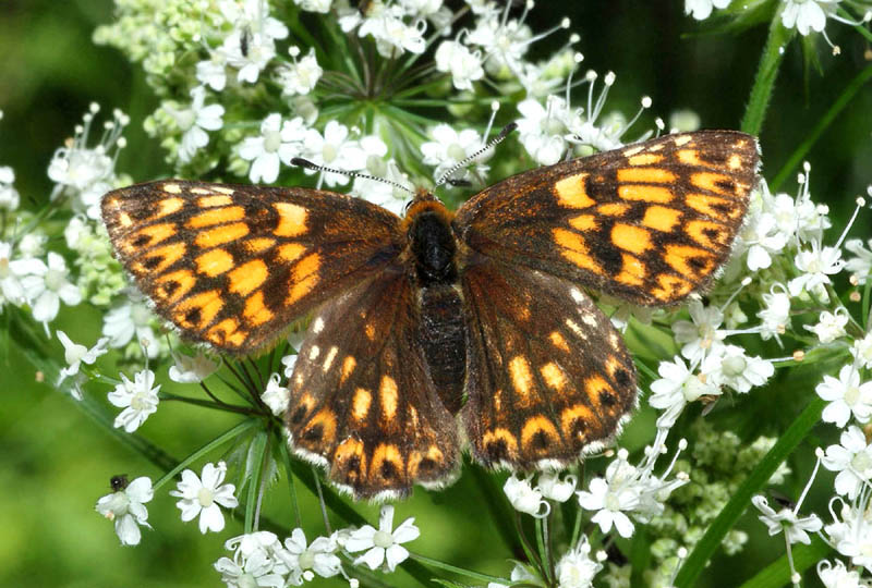 Riodinidae - Hamearis lucina